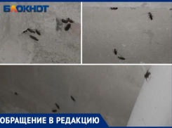 МКД в Волжском засыпан тараканами: видео