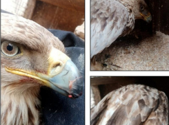 Орла-могильника спасают близ Волжского