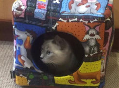 Победительница конкурса «Самый красивый кот» облюбовала подаренный ей домик 