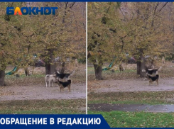 Прикормленные во дворе бездомные собаки бросаются на детей в Волжском