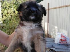 Мохнатый «медвежонок» ищет семью