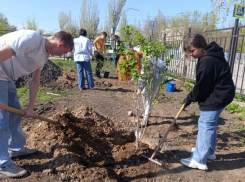 Волжские школьники создают «Сад Памяти» в честь 80-летия Великой Победы
