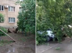 Дерево рухнуло и оборвало провода в одном из дворов в Волжском