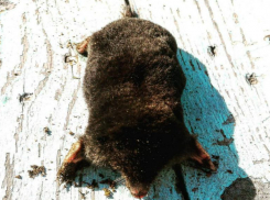 Взрослые особи не любят соседство волжан и страдают каннибализмом