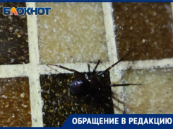 Пауки проснулись: волжанка обнаружила в ванной огромного членистоногого