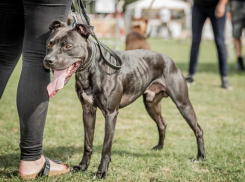 За нападение собаки хозяева могут понести уголовную ответственность