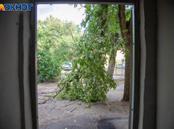 В Волжском на валку и вырезку ветвей деревьев выделили больше 3 миллионов рублей 