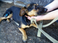 В Волгограде догхантеры подстрелили пса и оставили истекать кровью 