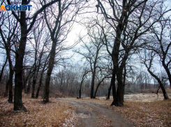 Более тысячи деревьев высадят в Волжском