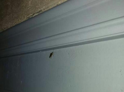 Волжанка обнаружила огромного таракана в «BeerMiester»