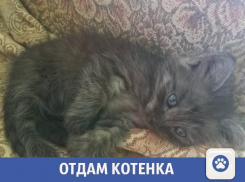 Пушистого котенка отдают в Волжском