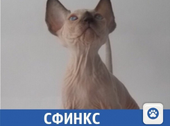 Для малышки сфинкса ищут заботливых хозяев в Волжском