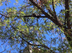 В Волжском раненый кот пять дней умирал на дереве