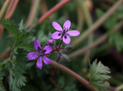 Аистник обыкновенный захватил обочины  дорог в  Волжском