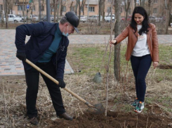 Новые деревья высадили в Волжском 