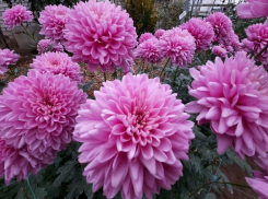 В Волжской оранжерее состоится  осенний «Бал хризантем»