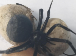 В Волжском продолжается нашествие пауков, похожих на каракуртов