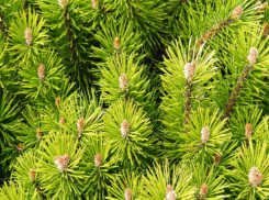 Волжане высадят сосновую аллею в память о погибших в Афганистане