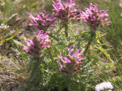 В Волго-Ахтубинской пойме найден краснокнижный цветок