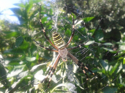 У волжских дачников урожай охраняют 10-сантиметровые пауки