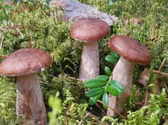 Сезон отравления грибами открыт