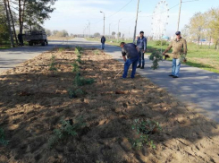 В Волжском посадили можжевельник