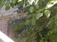 В Волжском собаку не могут снять с крыши подъезда 