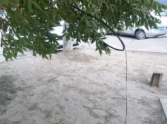 Оголенный электрический провод, висящий на дереве, обеспокоил волжан