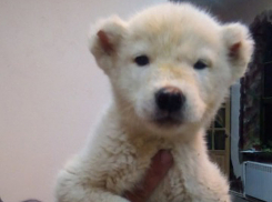 Такого, как у Путина: щенков алабая в Волжском можно купить за 7000 рублей