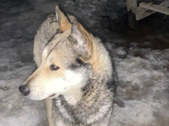 В Волжском ищут хромого пса с волчьим окрасом