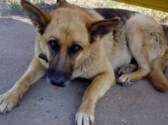 «Хатико» ждет хозяина на остановке