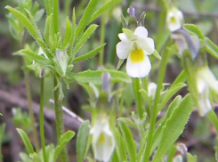 Редкая фиалка растет в Волгоградской области