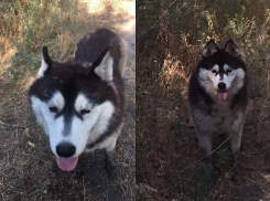 Милую, но уставшую потеряшку-хаски нашел волжанин около абразивного завода