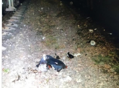 В смерти школьника в Волжском от удара током не нашли виновных