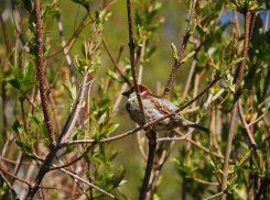 Последний день мая обещает небольшую облачность