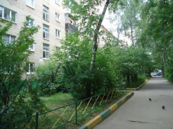 Волжские дворы борются за новые деревья