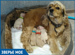 Милые чихуахуа, шоколадная хаски и курносая тоечка: почем предложили символ Нового года в Волжском 