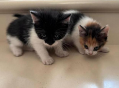 Трехцветный пушистый оберег и милый маленький Бэтмен ищут любящую семью в Волжском