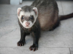 Хорьков в Волжском  встретить не редкость