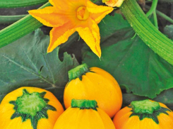 И нафаршировать, и варенье сварить: кабачки «Желтый шар» находка для дачников