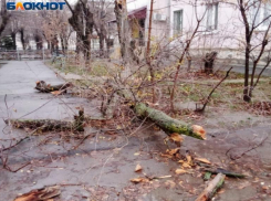 В Волжском дерево рухнуло на пешеходную дорожку: видео