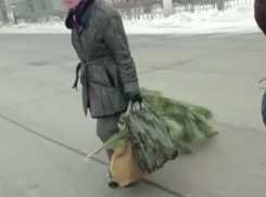 Слабачка: волжанка вынесла елку погулять 1 марта