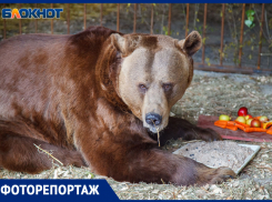 Избивали, морили голодом и держали в литой клетке: волжские волонтеры спасли двух медведей из Дагестана и Астрахани