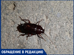 «Я бежала домой быстрей что бы не видеть эту жуть», - волжанка