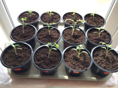 Советы от «Блокнота Волжского»: как правильно высадить рассаду помидор в грунт