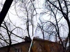 Кладбище сухих деревьев во дворе жилого дома сняли на видео