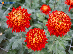 Следить за своим языком советуют во вторник звезды: астрологический прогноз