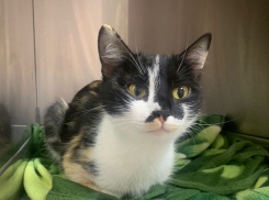 Трехцветная красавица ищет дом в Волжском