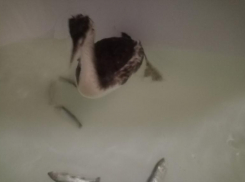 Волжане переживали за раненую птицу: история чомги закончилась благополучно