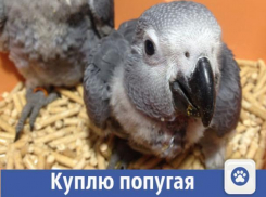 Птенца попугая с удовольствием купит волжанка